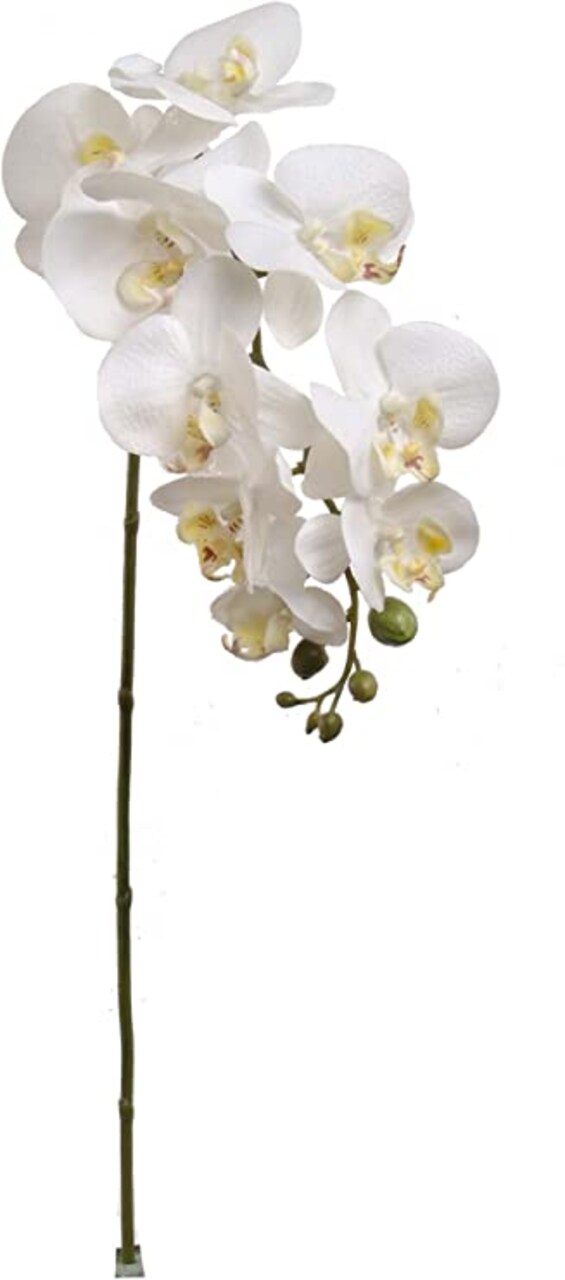 12-Pack: Real Touch White Phalaenopsis Orchid Stem, Floral Home by Artificial Flowers